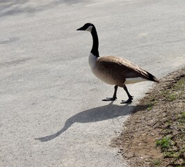 A close view of the goose on the sidewalk.
