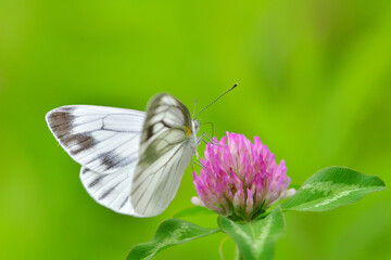 ムラサキツメクサとスジグロシロチョウ