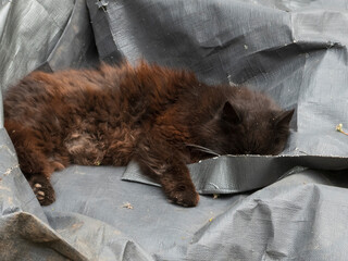 Shaggy Brown Cat Sleeping Peacefully Outdoors