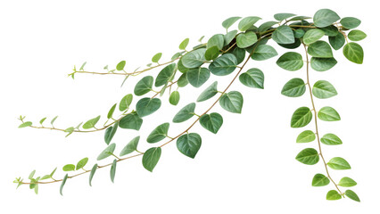 Delicate Green Leaf Creeper PNG