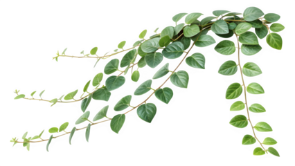Delicate Green Leaf Creeper PNG