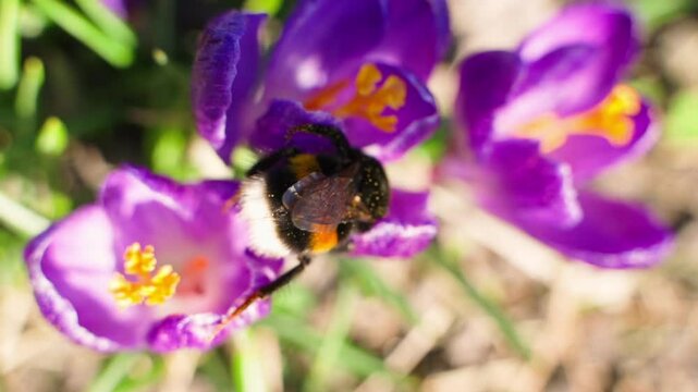 Bumblebee pollinating purple crocus close-up, slow motion