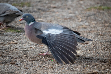 Common wood pigeon (Columba palumbus), from the family Columbidae, in its natural habitat in park.