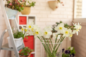 Bouquet of white daffodils in a transparent vase on a stylishly arranged balcony garden, surrounded...