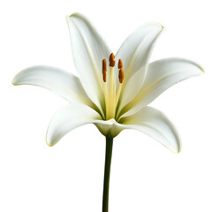 Fototapeta premium white lily flower