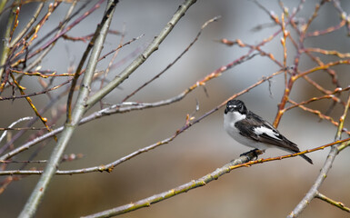 Male European Pied Flycatcher (Ficedula Hypoleuca)