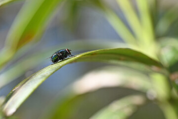 fly close-up outdoors on a branch