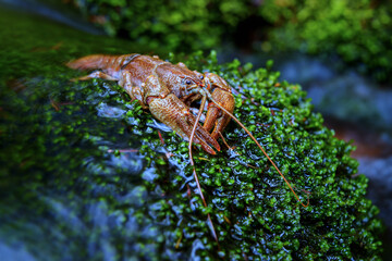 Stone crayfish in freshwater stream