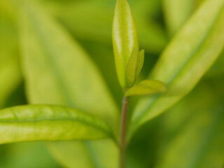 Green tree young fresh spring sprout close-up macro. Background abstract texture high quality detailed pattern wallpaper with copy space for text. Nature organic ecology minimalism concept