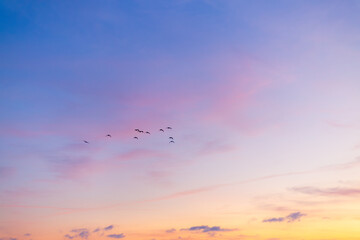 Morning sky and clouds backdrop with silhouettes of flock of birds flying,Small flock of ducks flying in front of clouds lit by early morning sunrise.
