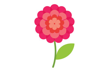 pink carnation flower