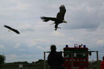 An American Bald Eagle in flight