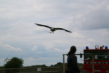 An American Bald Eagle in flight