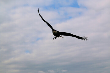 An American Bald Eagle in flight
