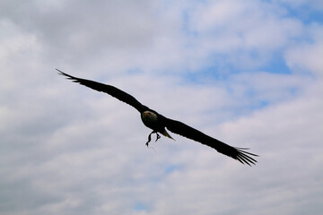 eagle in flight