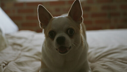 Chihuahua barking energetically on a comfortable bed in a cozy bedroom, showcasing its white and brown fur against a rustic brick wall backdrop.