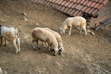 Goats and sheep grazing in the daylight, enjoying the sun in a peaceful day