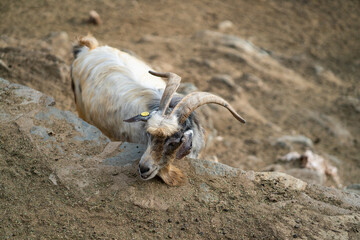 Goats and sheep grazing in the daylight, enjoying the sun in a peaceful day