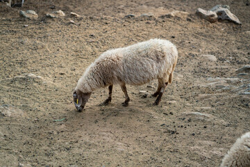 Goats and sheep grazing in the daylight, enjoying the sun in a peaceful day