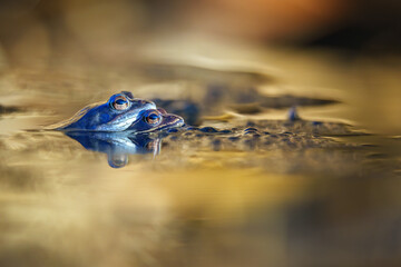 Moor frog resting on a leaf in wetland habitat