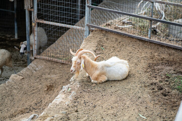 Goats and sheep grazing in the daylight, enjoying the sun in a peaceful day