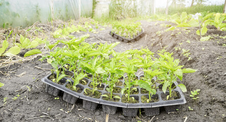 Vegetable seedlings in an organic greenhouse plantation, selective focus.