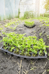 Vegetable seedlings in an organic greenhouse plantation, selective focus.