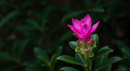 Vibrant Pink Curcuma Flower in Bloom with Green Foliage and Dark Background in a Close-Up Nature Shot