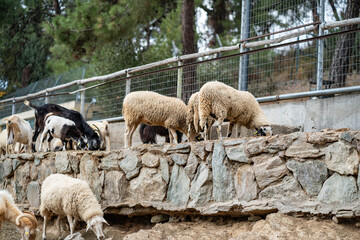 Goats and sheep grazing in the daylight, enjoying the sun in a peaceful day