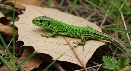 Fototapeta premium Green lizard resting on a dry leaf in its natural habitat, surrounded by grass and foliage, showcasing its intricate scales and vibrant color.
