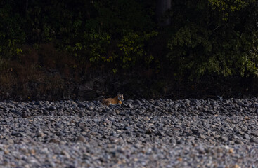 Female tigress  (Panthera tigris) at jungle hunting sambar deer at jim corbett national park.