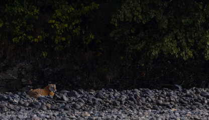 Female tigress  (Panthera tigris) at jungle hunting sanbar deer at jim corbett national park.