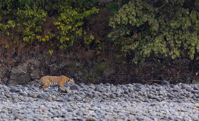 Female tigress  (Panthera tigris) at jungle hunting sanbar deer at jim corbett national park.