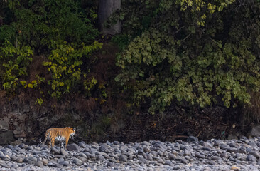 Female tigress  (Panthera tigris) at jungle hunting sanbar deer at jim corbett national park.