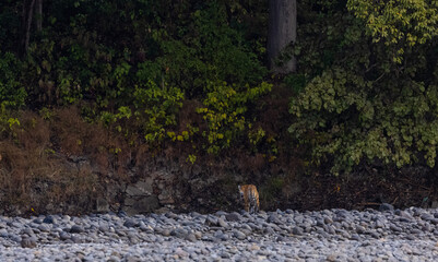 Female tigress  (Panthera tigris) at jungle hunting sanbar deer at jim corbett national park.