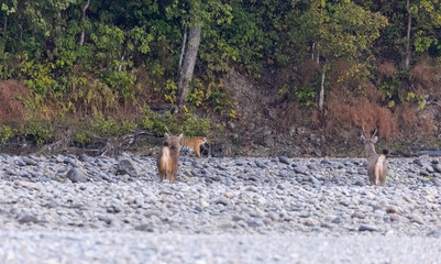 Female tigress  (Panthera tigris) at jungle hunting sanbar deer at jim corbett national park.