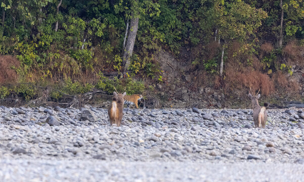 Female tigress  (Panthera tigris) at jungle hunting sanbar deer at jim corbett national park.