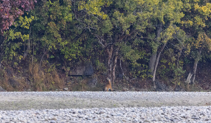 Female tigress  (Panthera tigris) at jungle hunting sanbar deer at jim corbett national park.