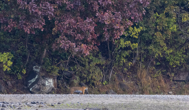 Female tigress  (Panthera tigris) at jungle hunting sanbar deer at jim corbett national park.