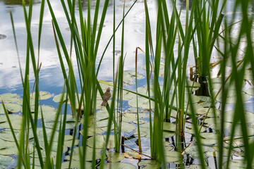 Bird in the reeds by a pond. A small songbird sits quietly on a reed, gazing out over the water...