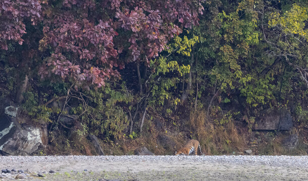 Female tigress  (Panthera tigris) at jungle hunting sanbar deer at jim corbett national park.