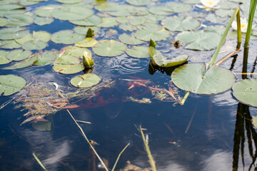 Koi below the water surface. A colorful koi carp swims just below the water's surface, slightly obscured by lily pads and flotsam. The scene conveys a mysterious, tranquil pond atmosphere.