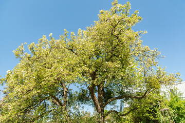 Fototapeta premium Chinese crap apple or Malus Hupehensis plant in Zurich in Switzerland 1.5.25