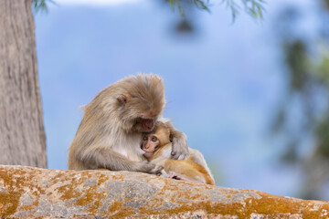 Obraz premium Rhesus macaque (Macaca mulatta) or Indian Monkey with cub in forest with cub.