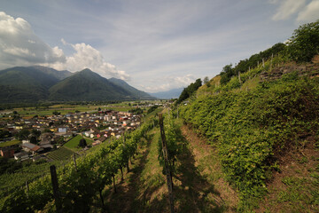 Vineyards in Ticno Canton, Switzerland