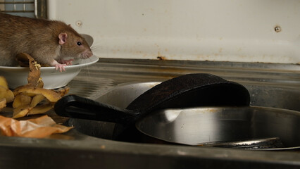 Brown rat among food waste and dirty unwashed dishes.