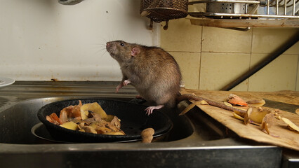 Brown rat among food waste and dirty unwashed dishes.