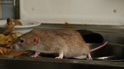 Brown rat among food waste and dirty unwashed dishes.