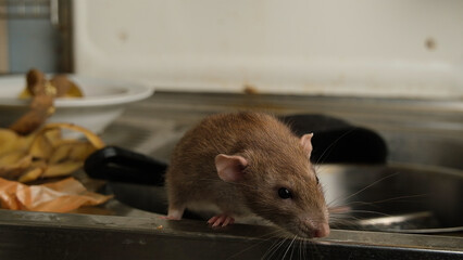 Brown rat among food waste and dirty unwashed dishes.