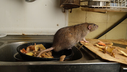 Brown rat among food waste and dirty unwashed dishes.
